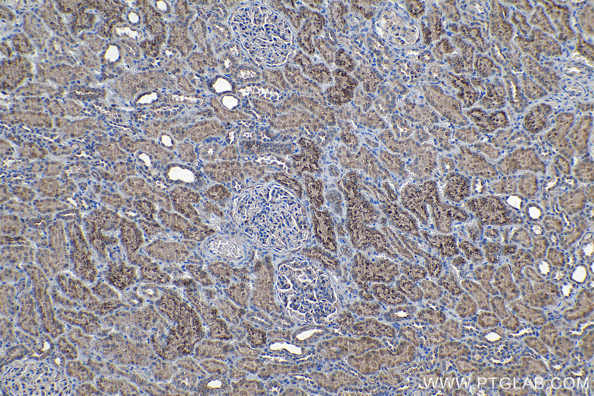 Immunohistochemical analysis of paraffin-embedded human kidney tissue slide using KHC1132 (GRN IHC Kit).