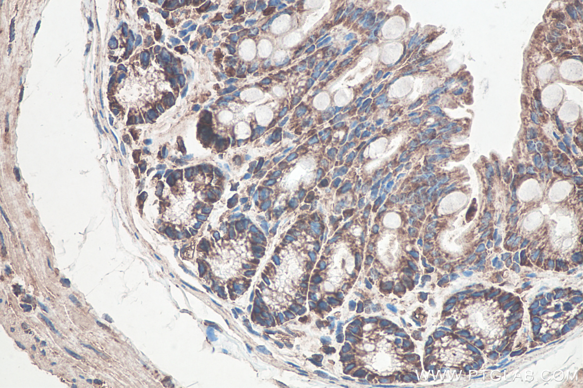 Immunohistochemical analysis of paraffin-embedded mouse colon tissue slide using KHC0116 (GSK3B IHC Kit).