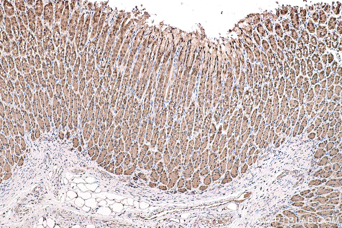 Immunohistochemical analysis of paraffin-embedded rat stomach tissue slide using KHC0781 (GSS IHC Kit).