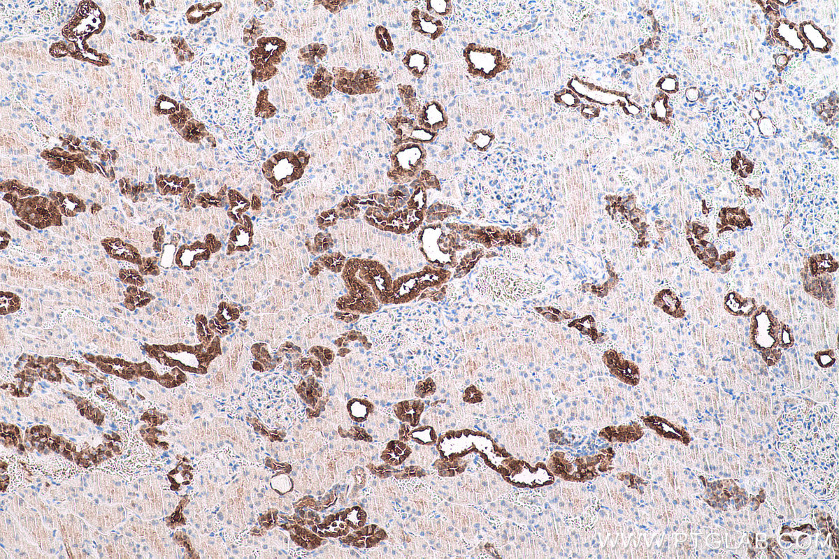Immunohistochemical analysis of paraffin-embedded human kidney tissue slide using KHC0789 (GSTM3 IHC Kit).