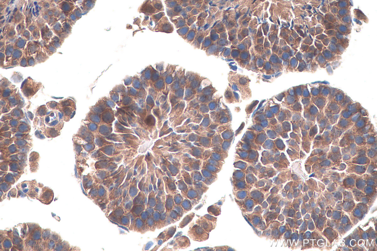 Immunohistochemical analysis of paraffin-embedded mouse testis tissue slide using KHC0791 (GSTO2 IHC Kit).