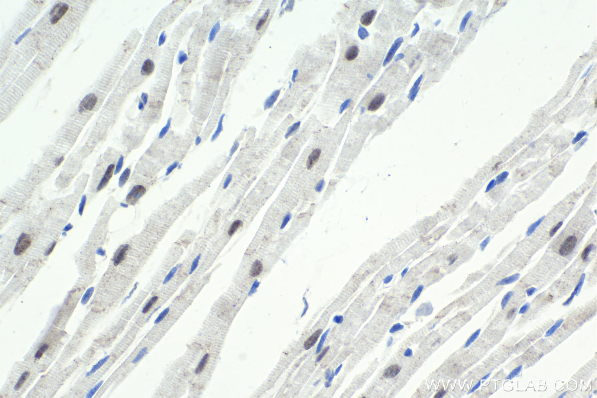 Immunohistochemical analysis of paraffin-embedded mouse heart tissue slide using KHC1843 (GTF3C2 IHC Kit).