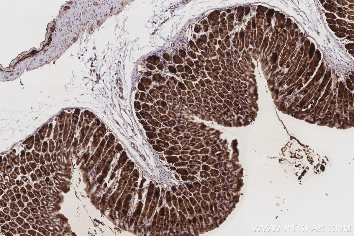 Immunohistochemical analysis of paraffin-embedded mouse stomach tissue slide using KHC3214 (GlnRS IHC Kit).