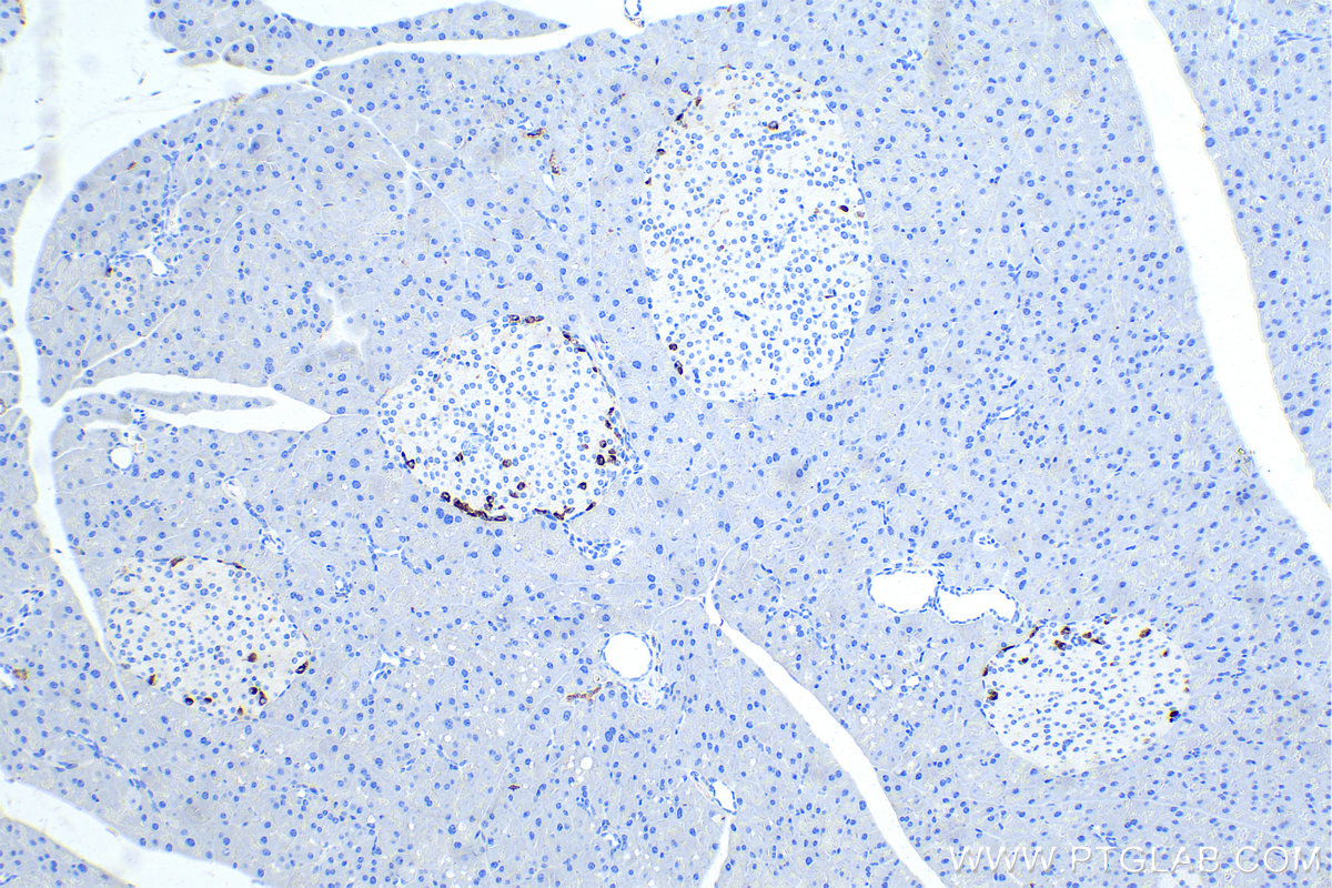 Immunohistochemical analysis of paraffin-embedded mouse pancreas tissue slide using KHC0005 (Glucagon IHC Kit).