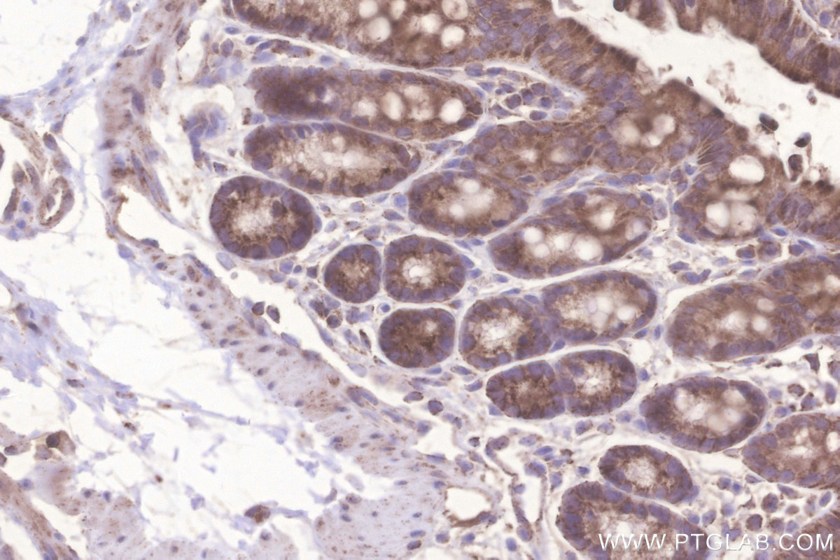 Immunohistochemical analysis of paraffin-embedded mouse colon tissue slide using KHC3282 (Glutaredoxin 5 IHC Kit).