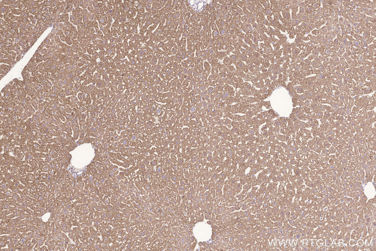 Immunohistochemical analysis of paraffin-embedded mouse liver tissue slide using KHC3282 (Glutaredoxin 5 IHC Kit).