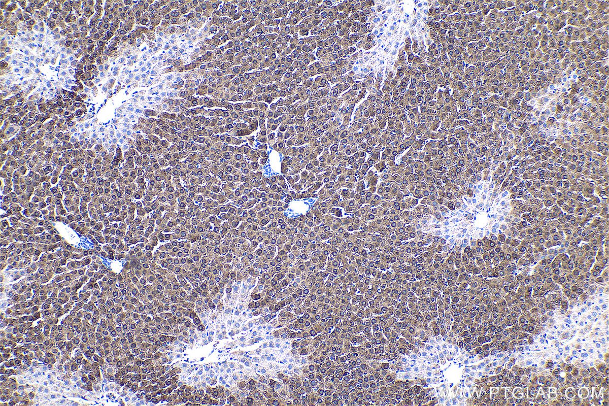 Immunohistochemical analysis of paraffin-embedded rat liver tissue slide using KHC0487 (HAL IHC Kit).