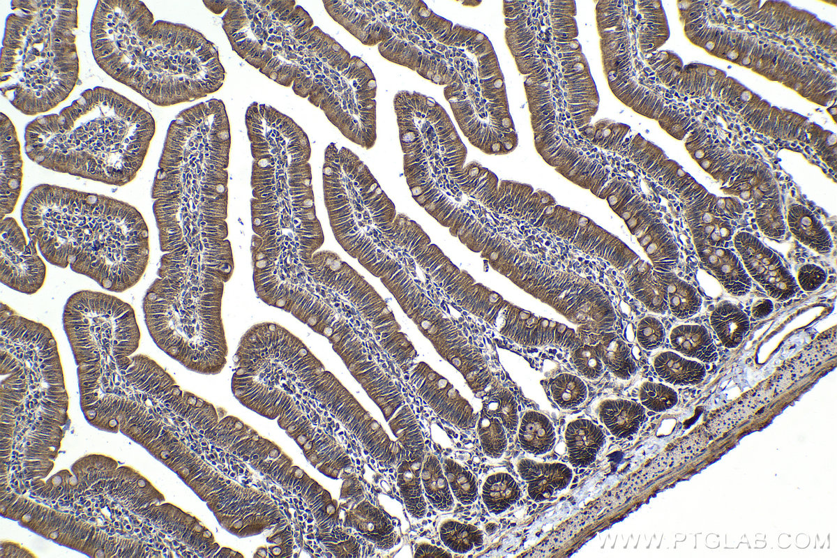 Immunohistochemical analysis of paraffin-embedded rat small intestine tissue slide using KHC1627 (HAP1 IHC Kit).