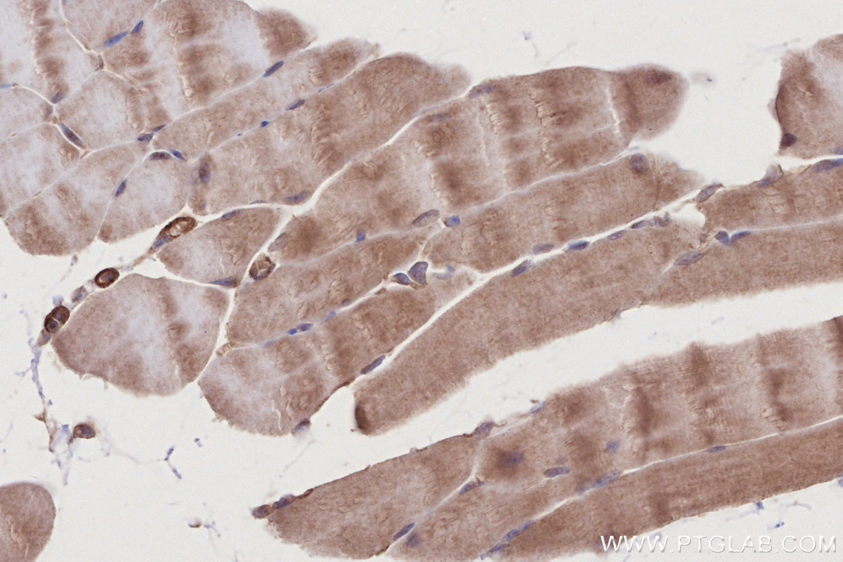 Immunohistochemical analysis of paraffin-embedded mouse skeletal muscle tissue slide using KHC2782 (HAUS1 IHC Kit).