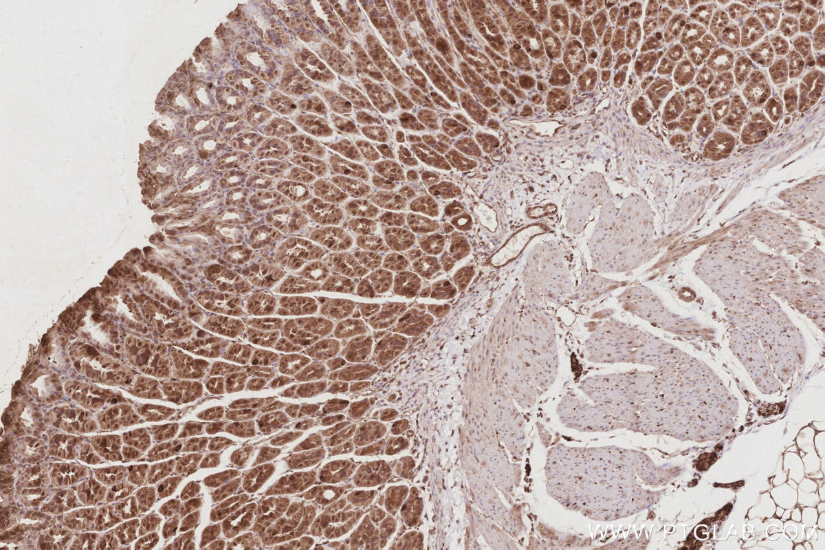 Immunohistochemical analysis of paraffin-embedded mouse stomach tissue slide using KHC2918 (HAUS4 IHC Kit).