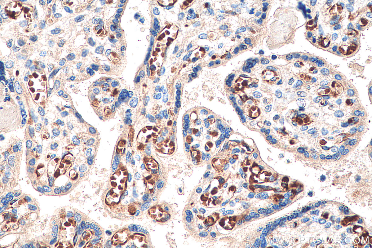 Immunohistochemical analysis of paraffin-embedded human placenta tissue slide using KHC0207 (HBG1 IHC Kit).