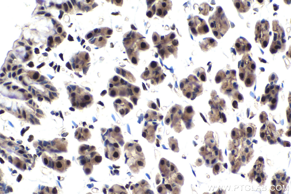 Immunohistochemical analysis of paraffin-embedded rat stomach tissue slide using KHC1853 (HDAC2 IHC Kit).