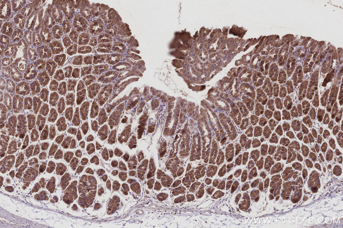 Immunohistochemical analysis of paraffin-embedded mouse stomach tissue slide using KHC2992 (HEATR5B IHC Kit).