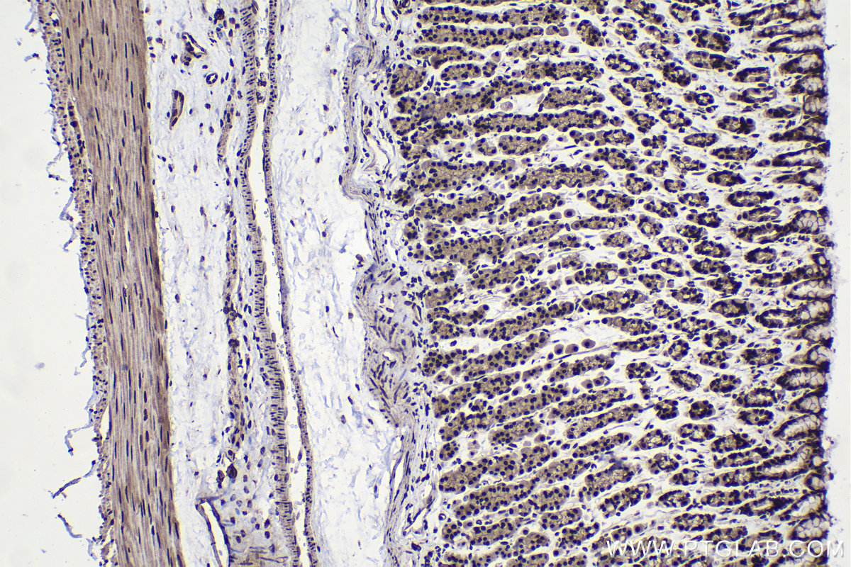 Immunohistochemical analysis of paraffin-embedded rat stomach tissue slide using KHC1489 (HEXIM1 IHC Kit).
