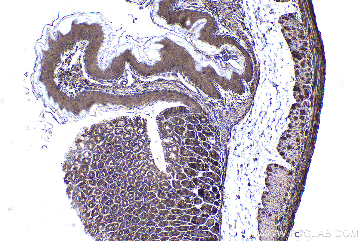 Immunohistochemical analysis of paraffin-embedded mouse stomach tissue slide using KHC1420 (HIP1 IHC Kit).