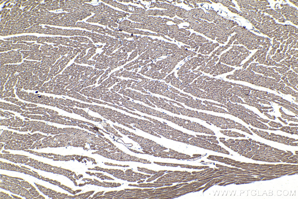 Immunohistochemical analysis of paraffin-embedded rat heart tissue slide using KHC1929 (HIPK2 IHC Kit).