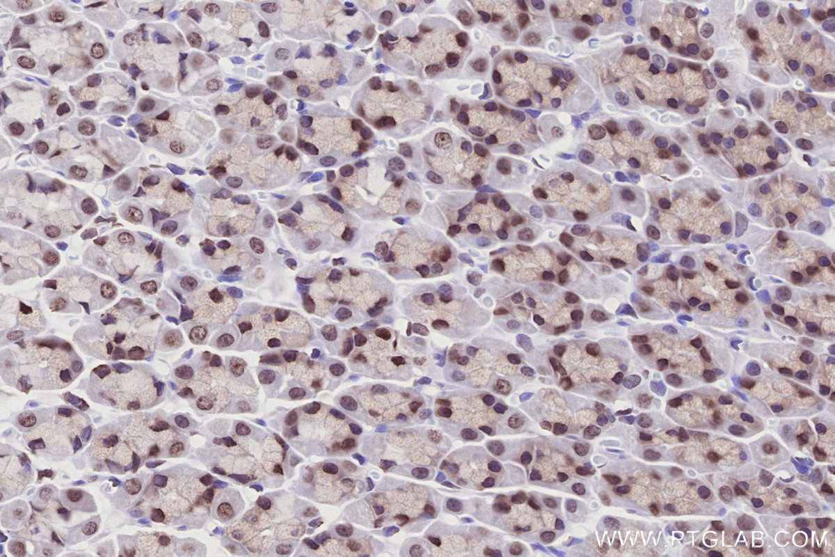 Immunohistochemical analysis of paraffin-embedded rat stomach tissue slide using KHC2771 (HIST1H2AC IHC Kit).
