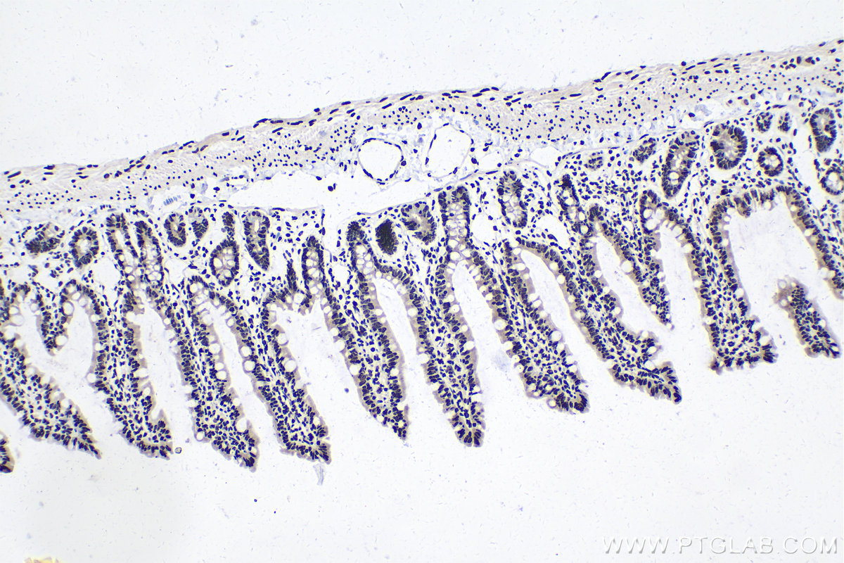 Immunohistochemical analysis of paraffin-embedded rat small intestine tissue slide using KHC1675 (HIST1H3A IHC Kit).