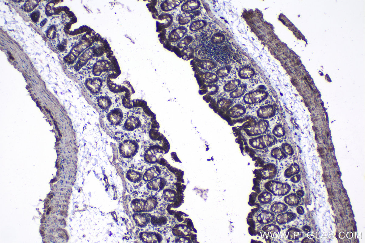 Immunohistochemical analysis of paraffin-embedded rat colon tissue slide using KHC1109 (HK2 IHC Kit).