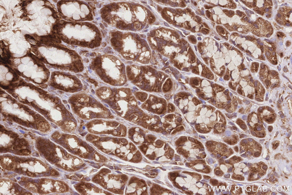 Immunohistochemical analysis of paraffin-embedded rat stomach tissue slide using KHC2831 (HMCN1 IHC Kit).