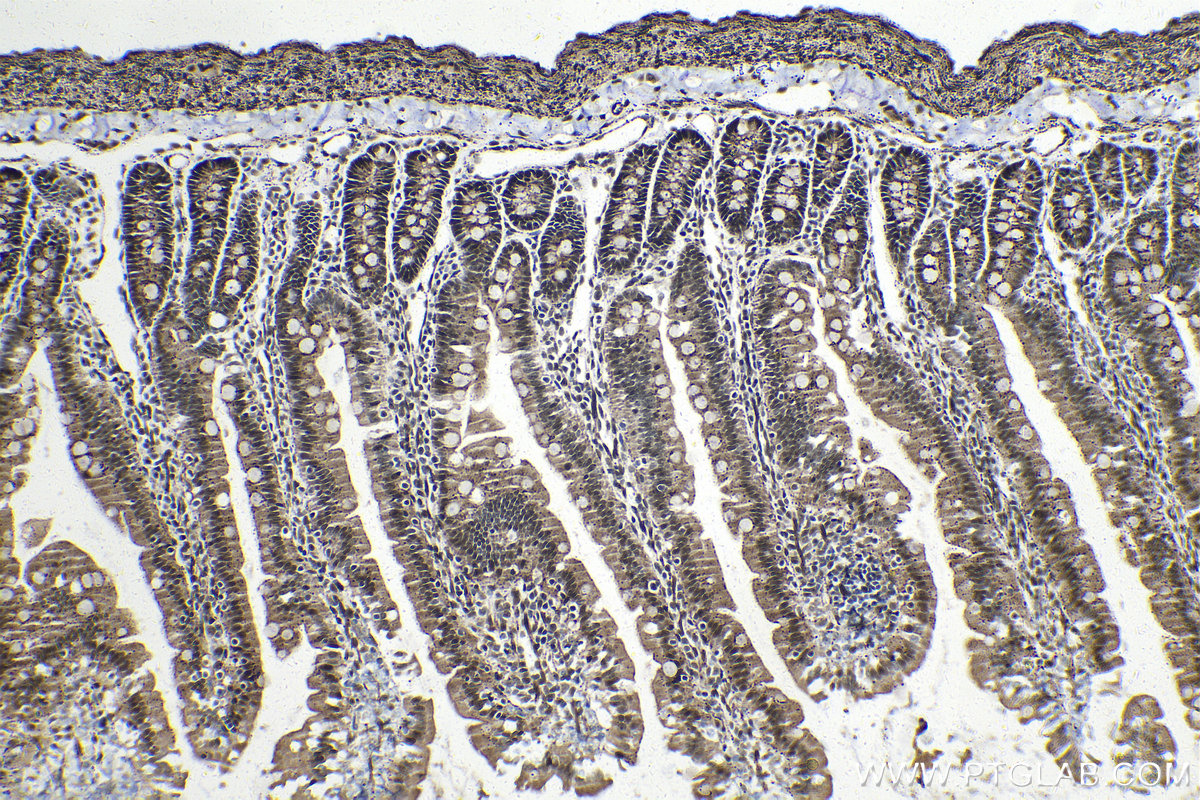 Immunohistochemical analysis of paraffin-embedded rat small intestine tissue slide using KHC1410 (HMGN1 IHC Kit).