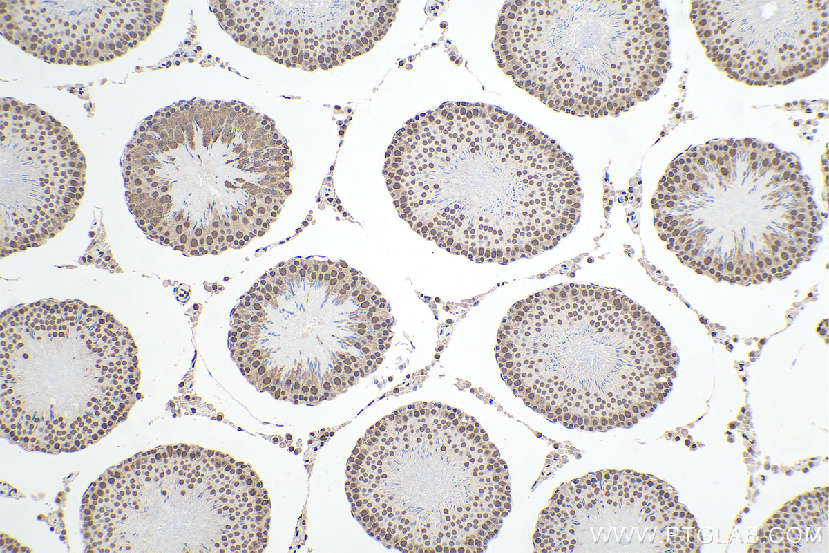 Immunohistochemical analysis of paraffin-embedded rat testis tissue slide using KHC0163 (HNRNPA2B1 IHC Kit).