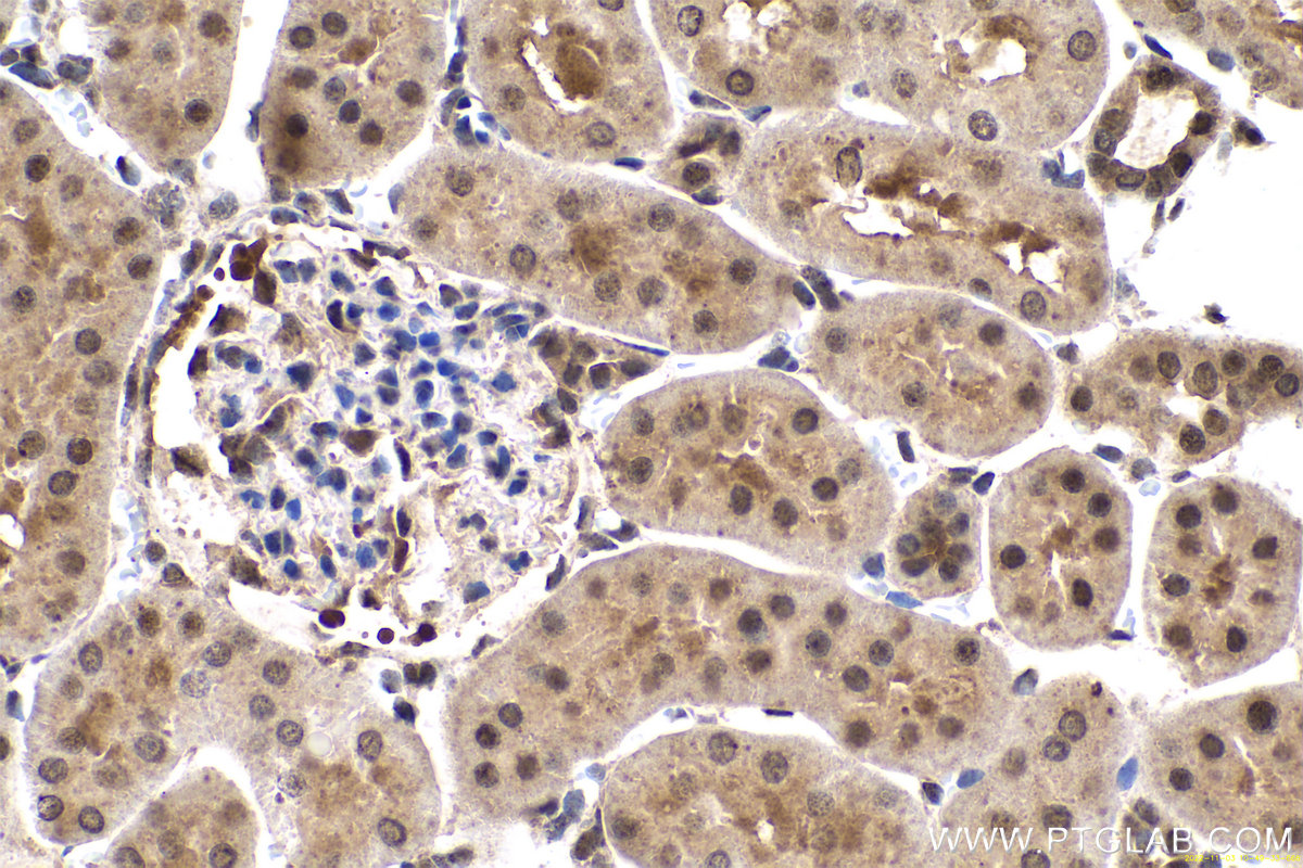 Immunohistochemical analysis of paraffin-embedded rat kidney tissue slide using KHC0669 (HNRNPU IHC Kit).