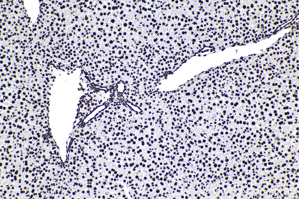 Immunohistochemical analysis of paraffin-embedded mouse liver tissue slide using KHC1387 (HNRNPUL1 IHC Kit).