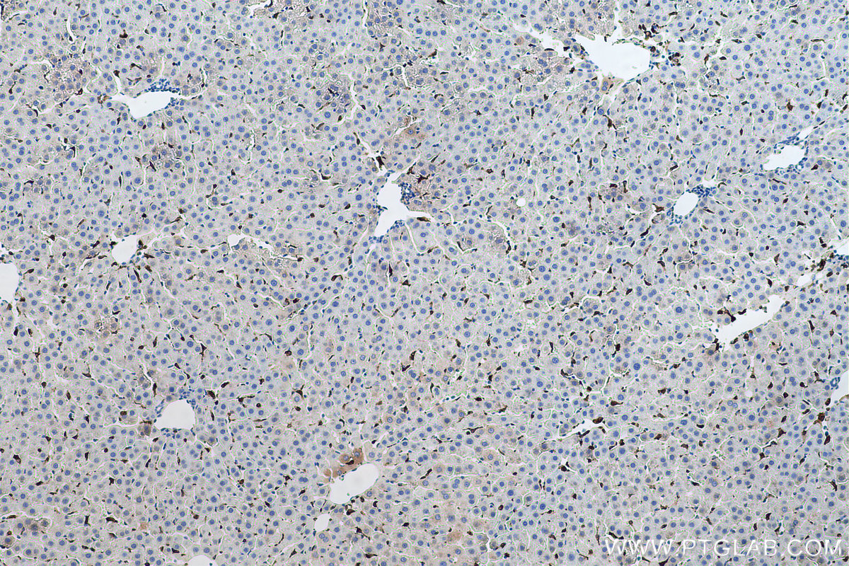 Immunohistochemical analysis of paraffin-embedded rat liver tissue slide using KHC0624 (HO-1/HMOX1 IHC Kit).
