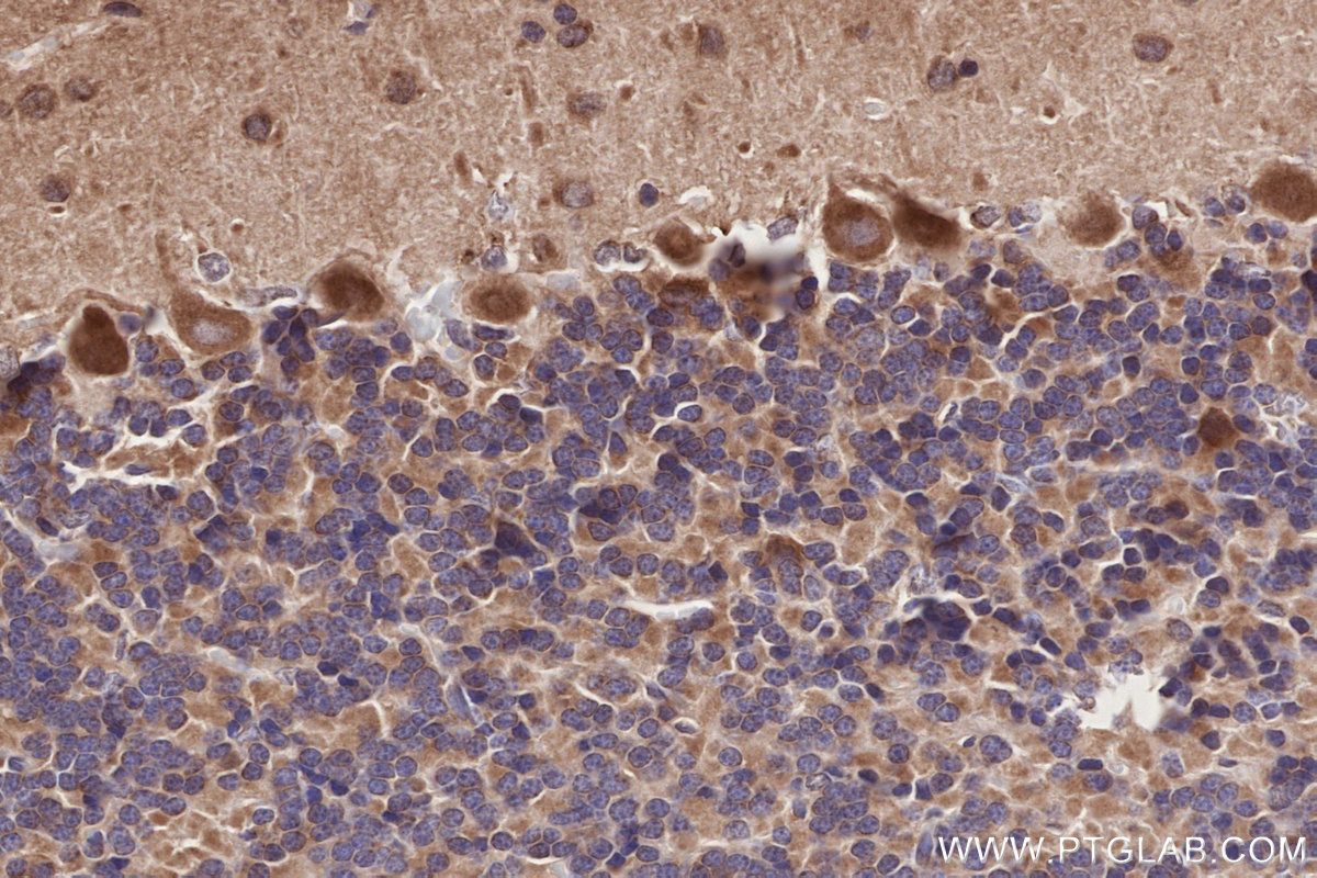 Immunohistochemical analysis of paraffin-embedded rat cerebellum tissue slide using KHC2788 (HOOK2 IHC Kit).