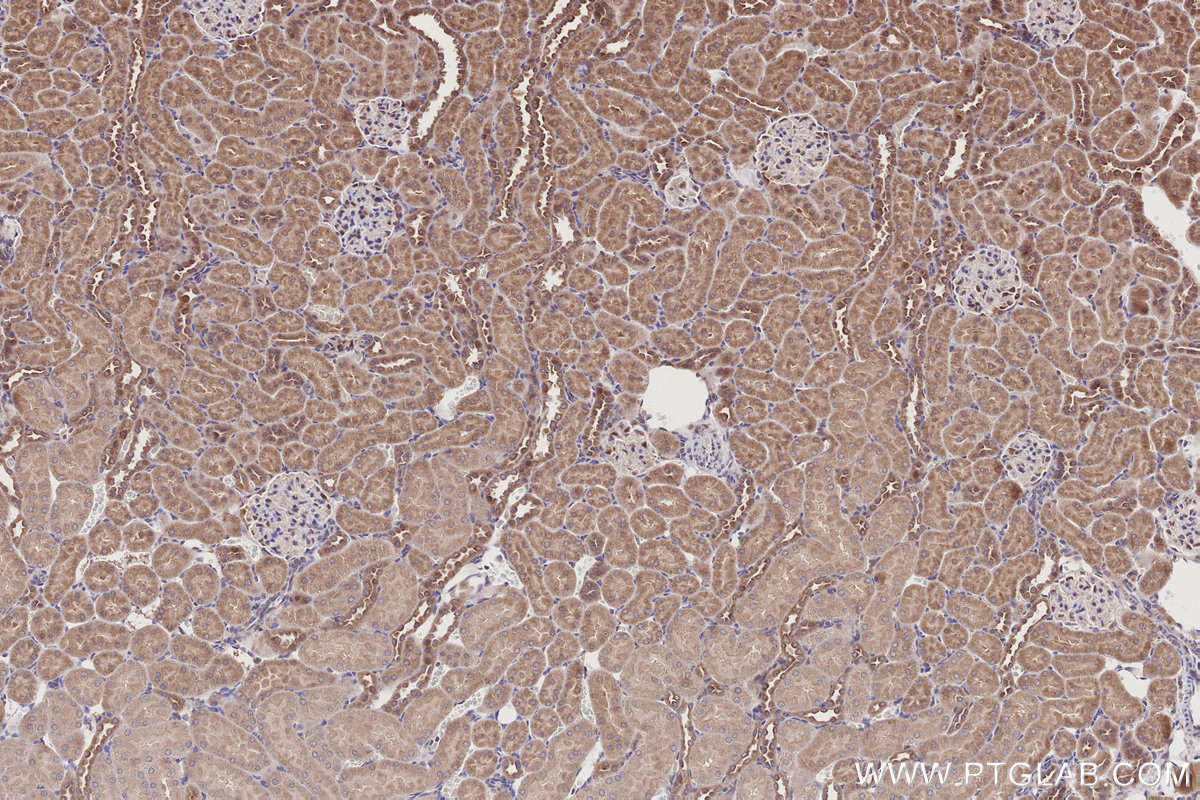 Immunohistochemical analysis of paraffin-embedded rat kidney tissue slide using KHC2788 (HOOK2 IHC Kit).