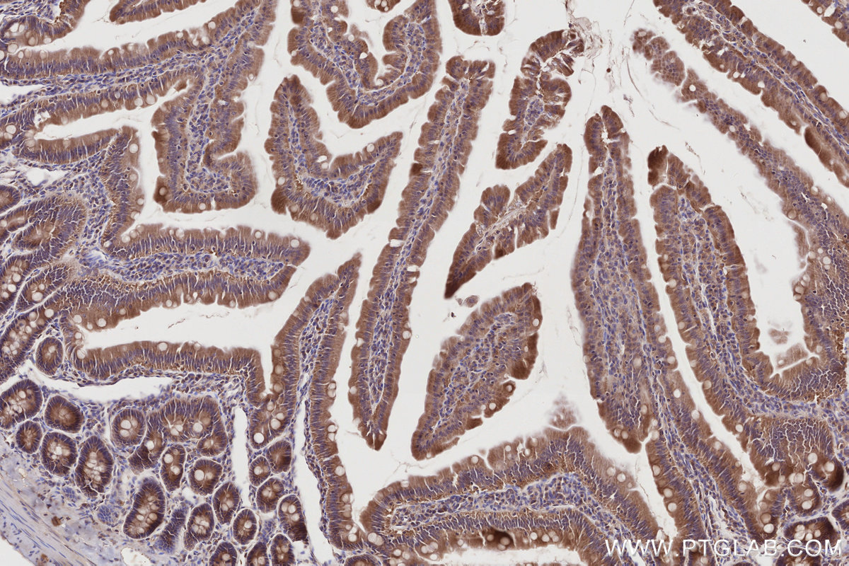 Immunohistochemical analysis of paraffin-embedded rat small intestine tissue slide using KHC2788 (HOOK2 IHC Kit).