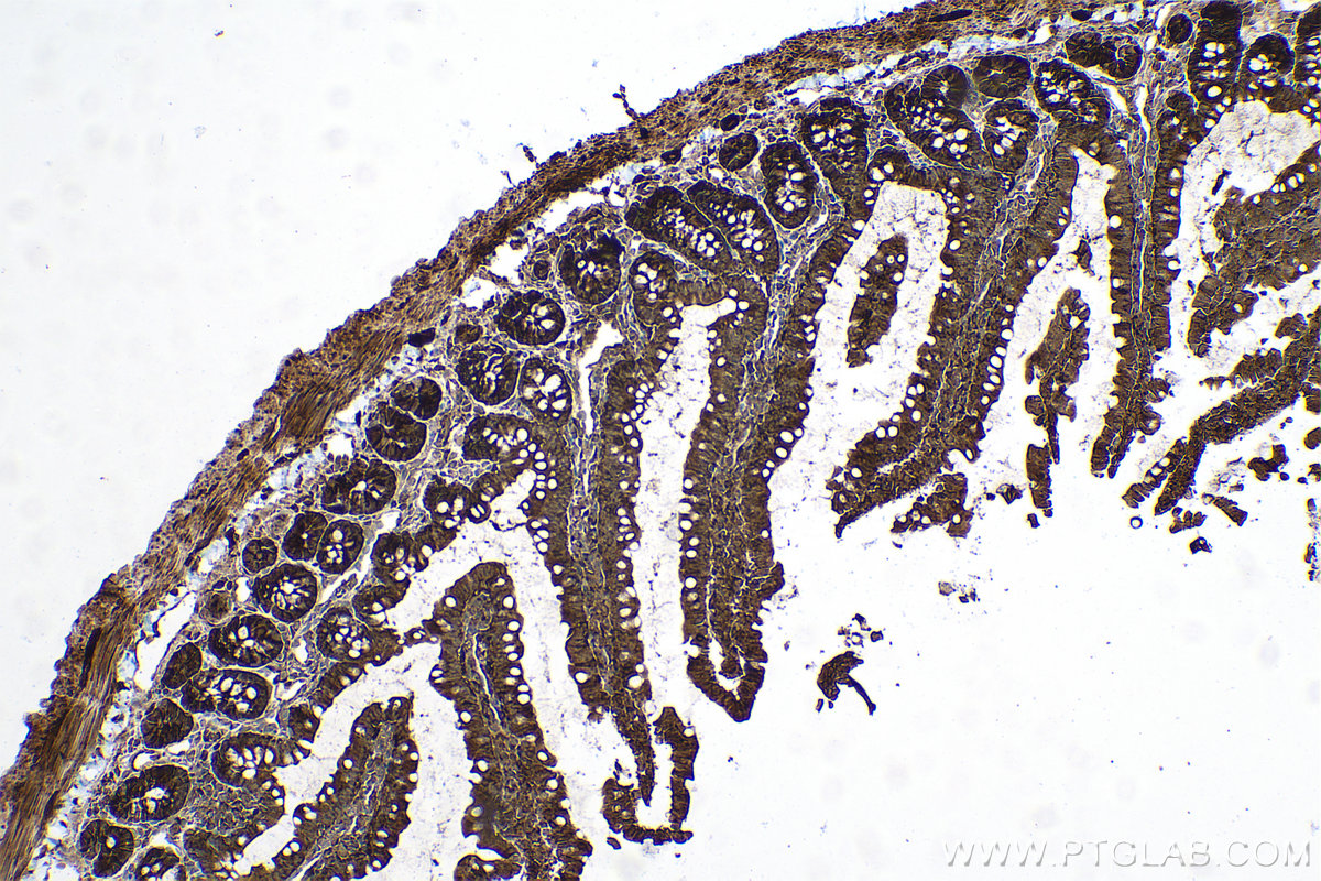 Immunohistochemical analysis of paraffin-embedded rat small intestine tissue slide using KHC0659 (HSP90AA1 IHC Kit).