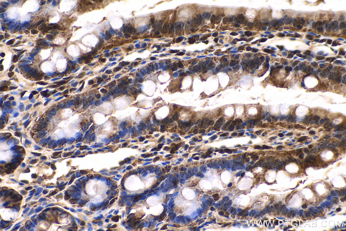 Immunohistochemical analysis of paraffin-embedded rat small intestine tissue slide using KHC0564 (HSP90AB1 IHC Kit).