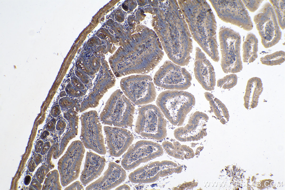 Immunohistochemical analysis of paraffin-embedded mouse small intestine tissue slide using KHC0626 (HSPA13 IHC Kit).