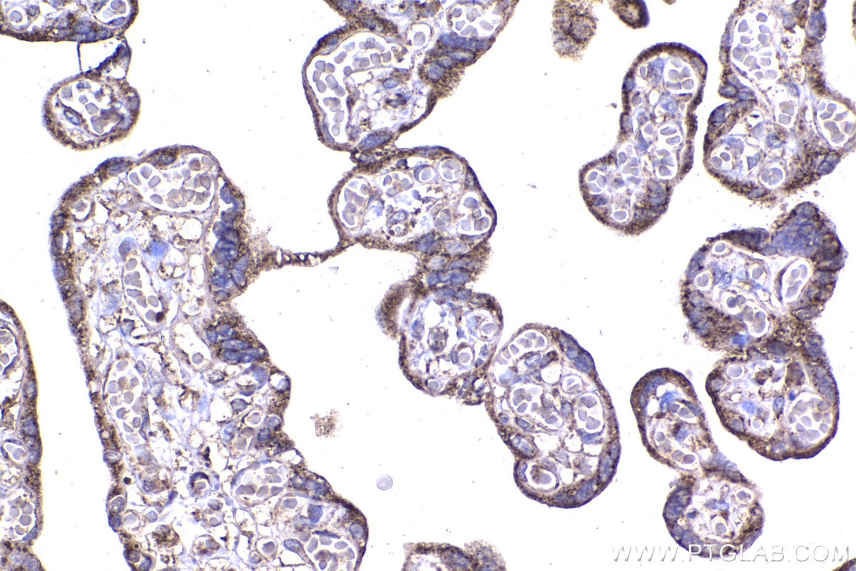 Immunohistochemical analysis of paraffin-embedded human placenta tissue slide using KHC2340 (HSP10 IHC Kit).