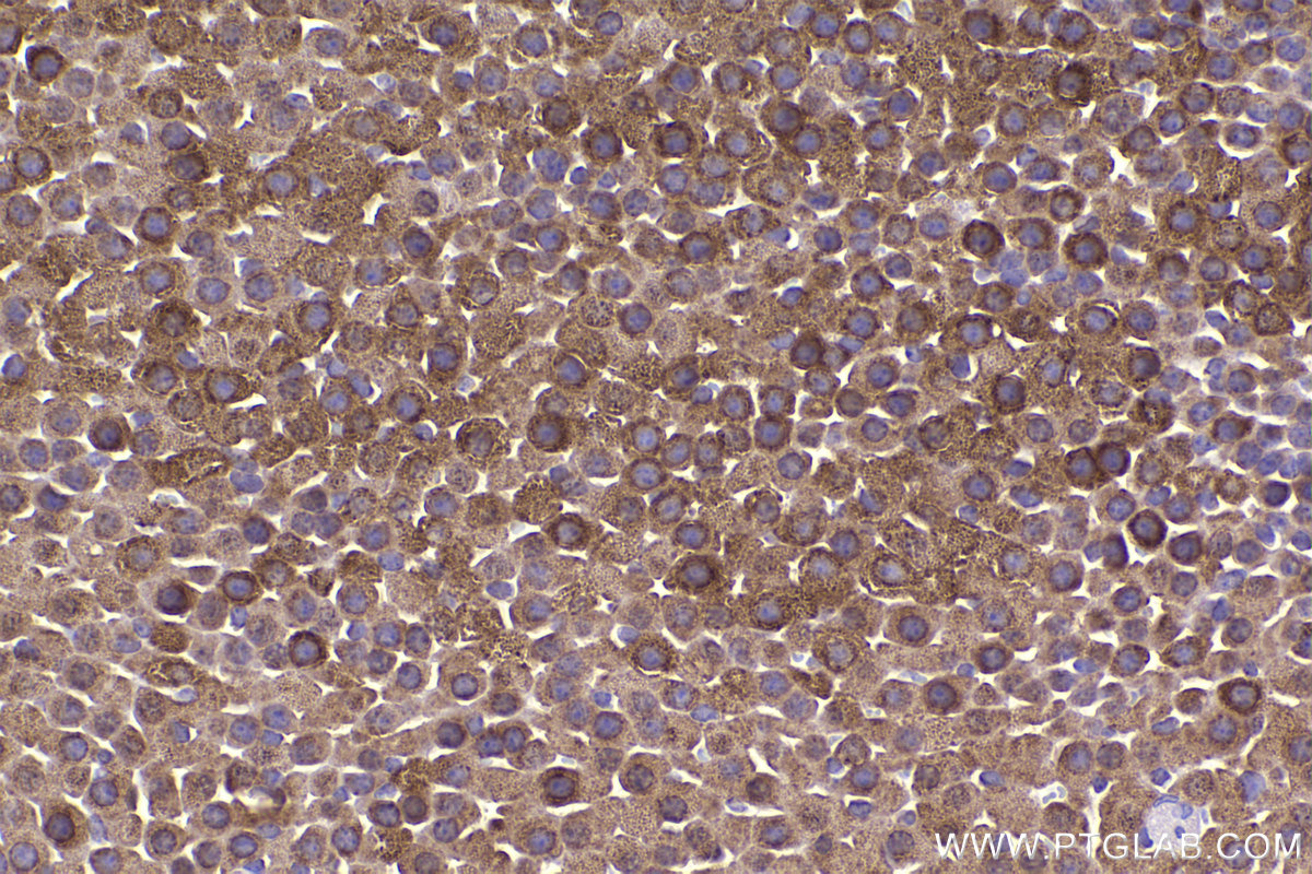 Immunohistochemical analysis of paraffin-embedded mouse adrenal gland tissue slide using KHC2340 (HSP10 IHC Kit).
