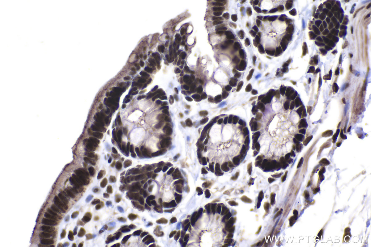 Immunohistochemical analysis of paraffin-embedded rat colon tissue slide using KHC1456 (HTATSF1 IHC Kit).