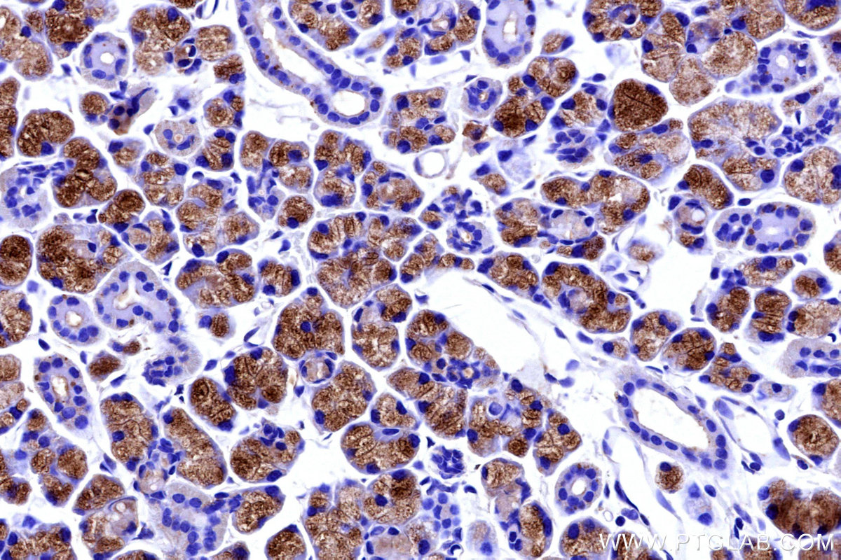 Immunohistochemical analysis of paraffin-embedded mouse salivary gland tissue slide using KHC3185 (HTN3 IHC Kit).