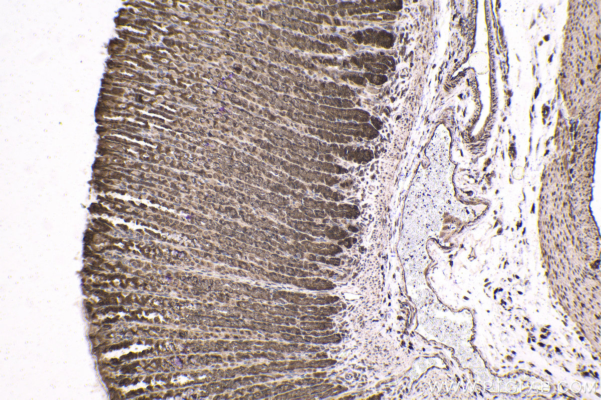 Immunohistochemical analysis of paraffin-embedded rat stomach tissue slide using KHC1597 (HTT IHC Kit).