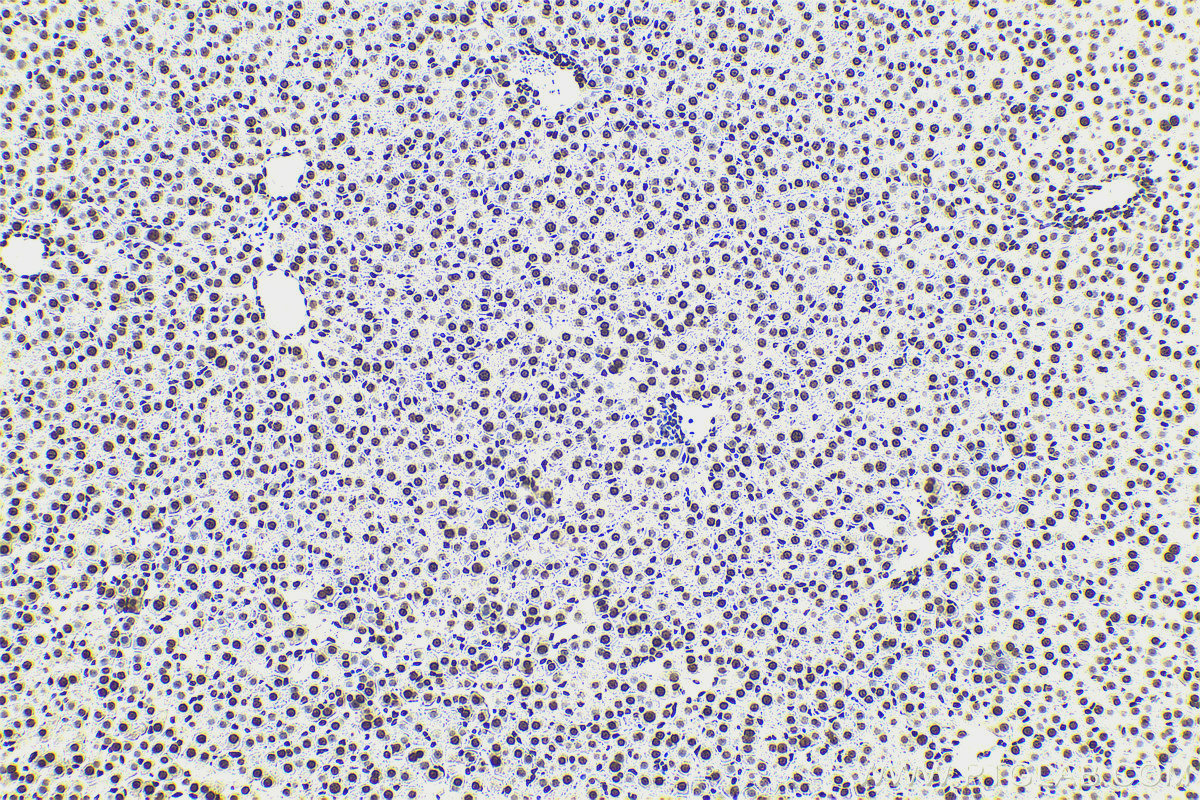 Immunohistochemical analysis of paraffin-embedded rat liver tissue slide using KHC0594 (Histone H1.0 IHC Kit).