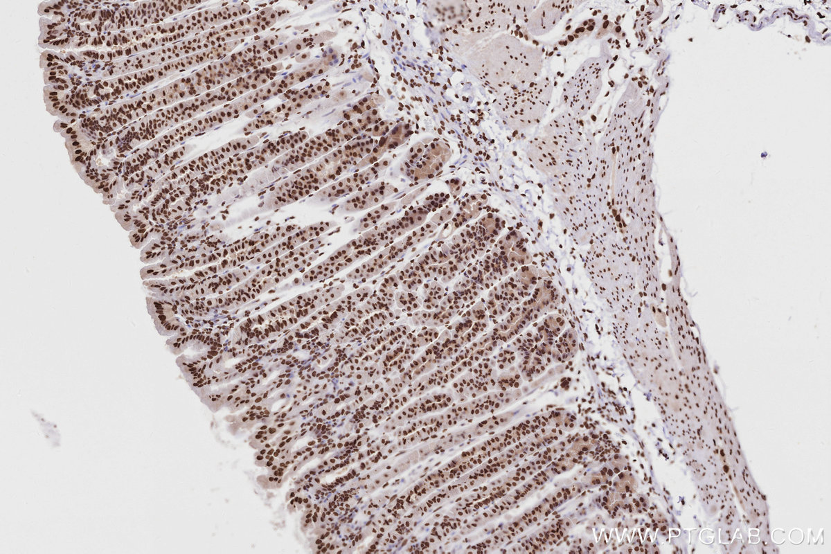 Immunohistochemical analysis of paraffin-embedded mouse stomach tissue slide using KHC2823 (Histone H2A  IHC Kit).