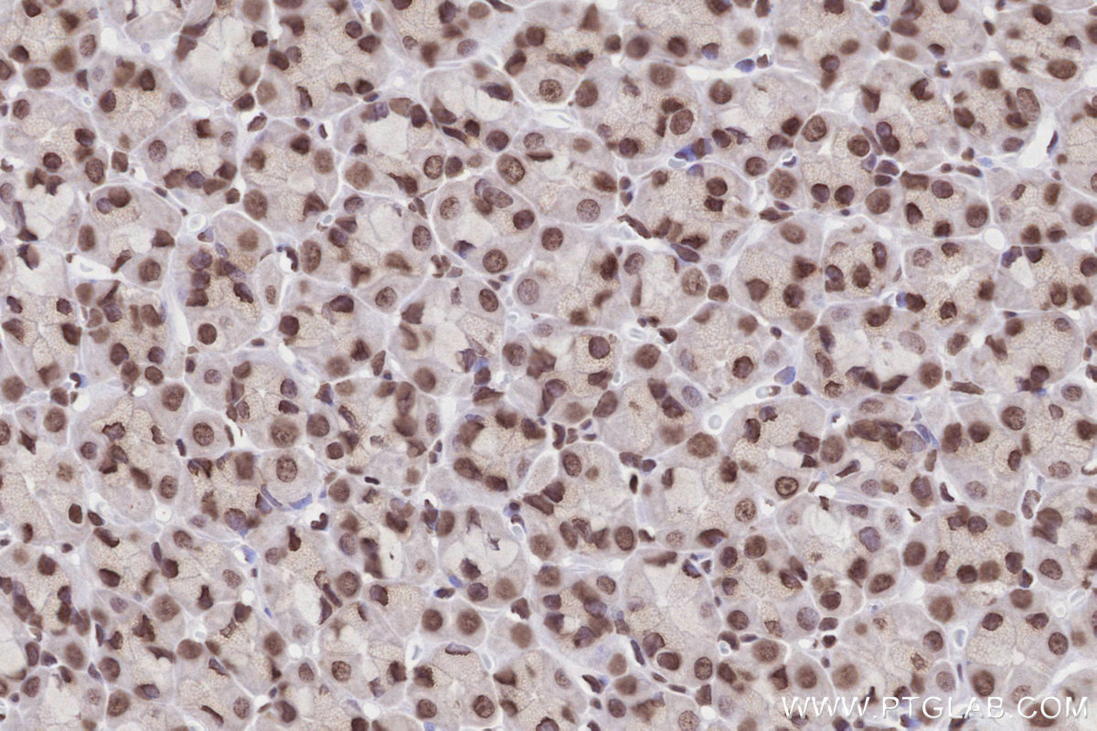 Immunohistochemical analysis of paraffin-embedded rat stomach tissue slide using KHC2823 (Histone H2A  IHC Kit).