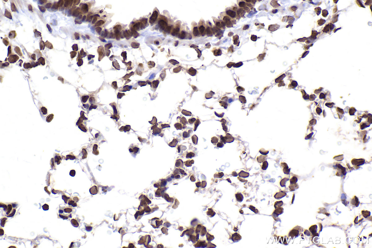 Immunohistochemical analysis of paraffin-embedded rat lung tissue slide using KHC2506 (Histone H3.4 IHC Kit).