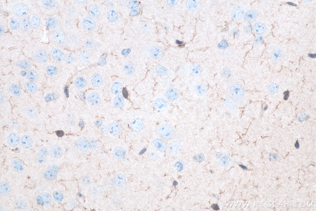 Immunohistochemical analysis of paraffin-embedded mouse brain tissue slide using KHC0056 (IBA1 IHC Kit).