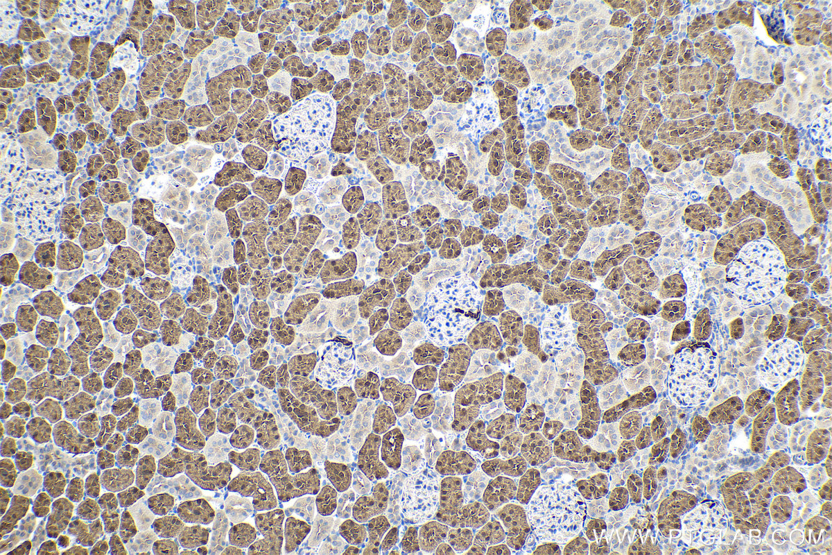 Immunohistochemical analysis of paraffin-embedded rat kidney tissue slide using KHC0541 (IDH1 IHC Kit).