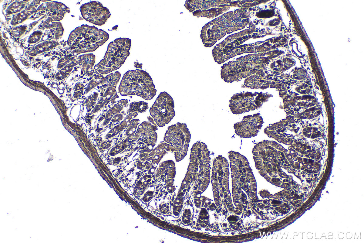 Immunohistochemical analysis of paraffin-embedded mouse small intestine tissue slide using KHC1910 (IFIH1 IHC Kit).