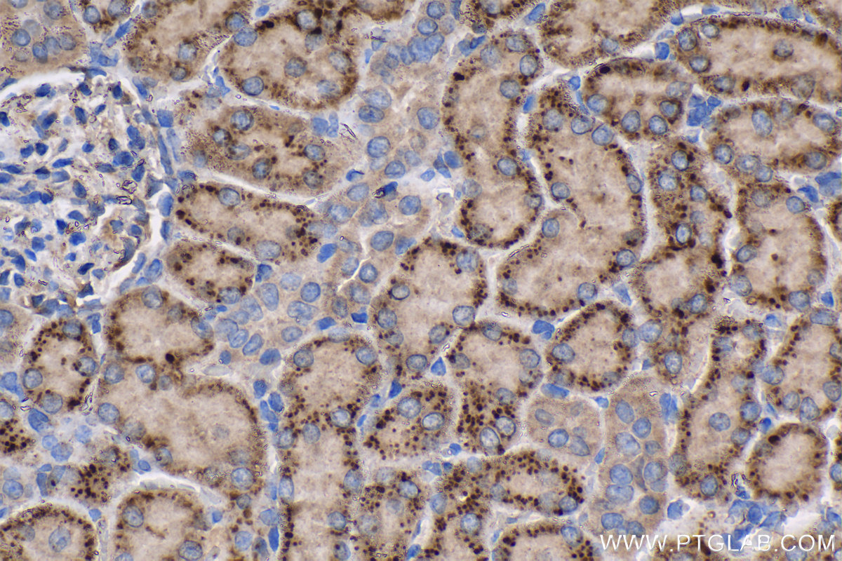 Immunohistochemical analysis of paraffin-embedded rat kidney tissue slide using KHC1333 (IGFBP2 IHC Kit).