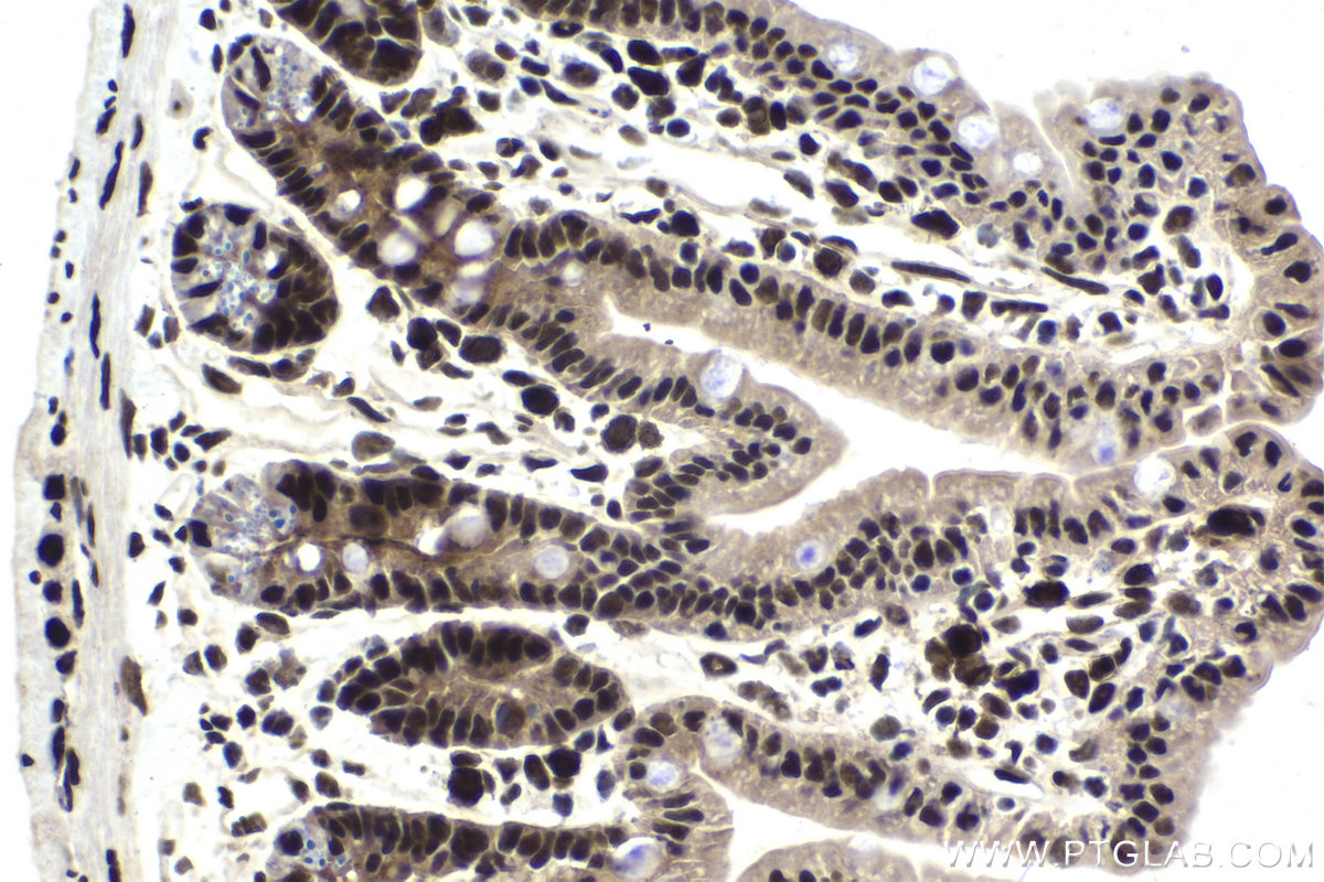 Immunohistochemical analysis of paraffin-embedded mouse small intestine tissue slide using KHC1695 (ILF3 IHC Kit).