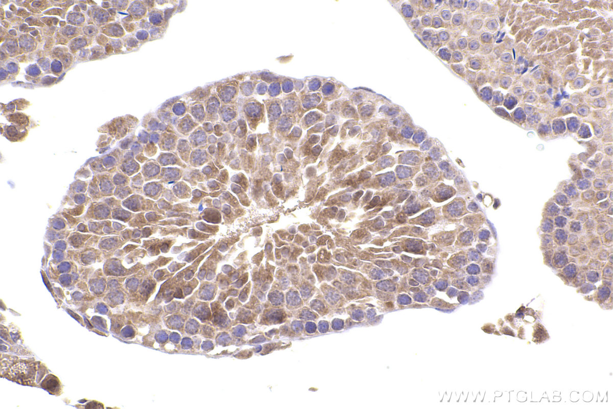 Immunohistochemical analysis of paraffin-embedded mouse testis tissue slide using KHC2404 (INCA1 IHC Kit).